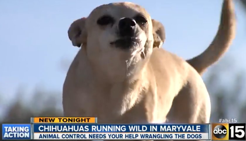 画像 野生化したチワワｗｗｗｗｗｗｗｗｗｗｗｗｗｗｗｗｗｗｗ 女子アナお宝画像速報 5chまとめ