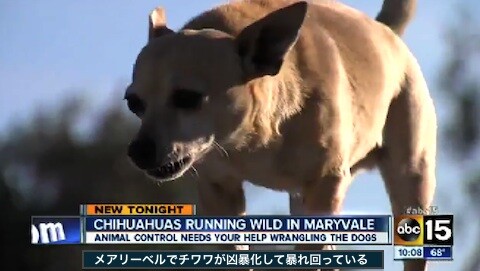 画像 野生化したチワワｗｗｗｗｗｗｗｗｗｗｗｗｗｗｗｗｗｗｗ 女子アナお宝画像速報 5chまとめ