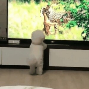 犬がテレビを見ている