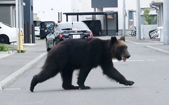 札幌のクマが射殺される 
