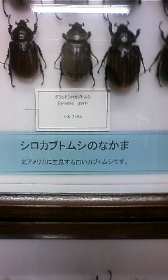 シロカブトムシの仲間 72 5mhz