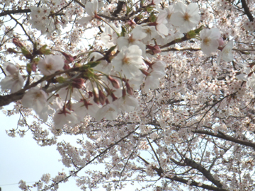 2010桜3