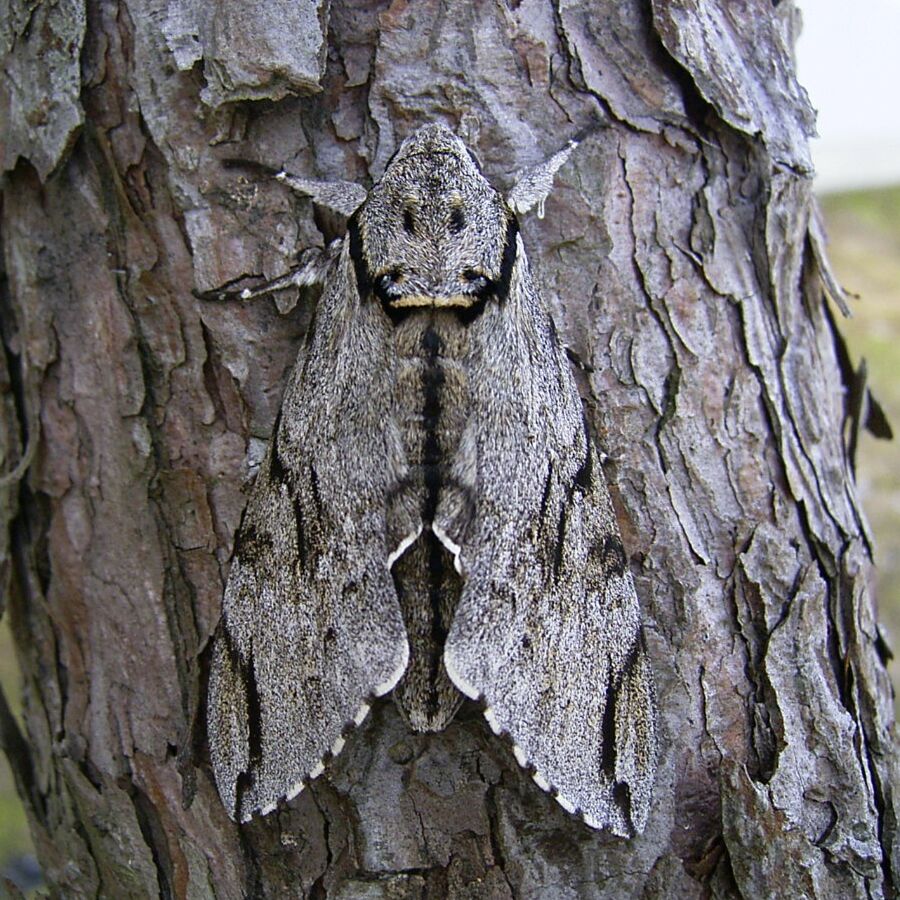 ノウゼンカズラの青虫 マエストロ日記