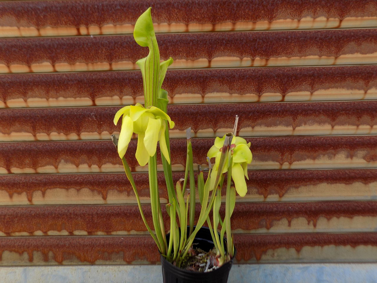 サラセニア フラバ キバナヘイシソウ はぶ あ らいぶらりぃ