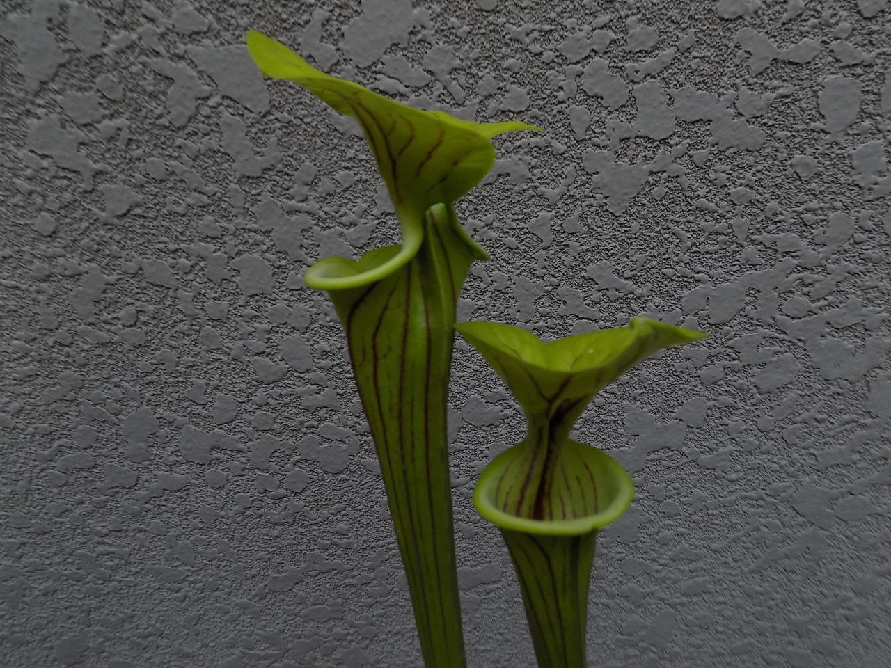 サラセニア フラバ キバナヘイシソウ はぶ あ らいぶらりぃ