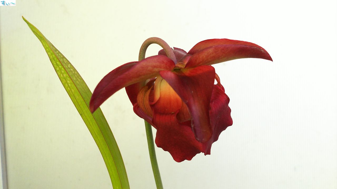 サラセニア レウコフィラ ブロンズアーン はぶ あ らいぶらりぃ