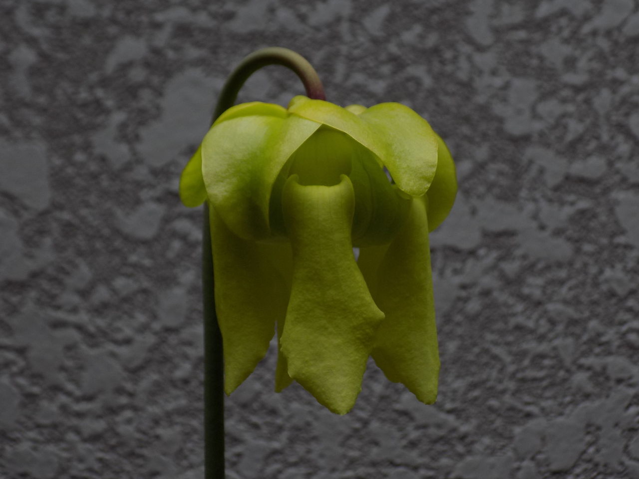 サラセニア フラバ ルゲリー はぶ あ らいぶらりぃ