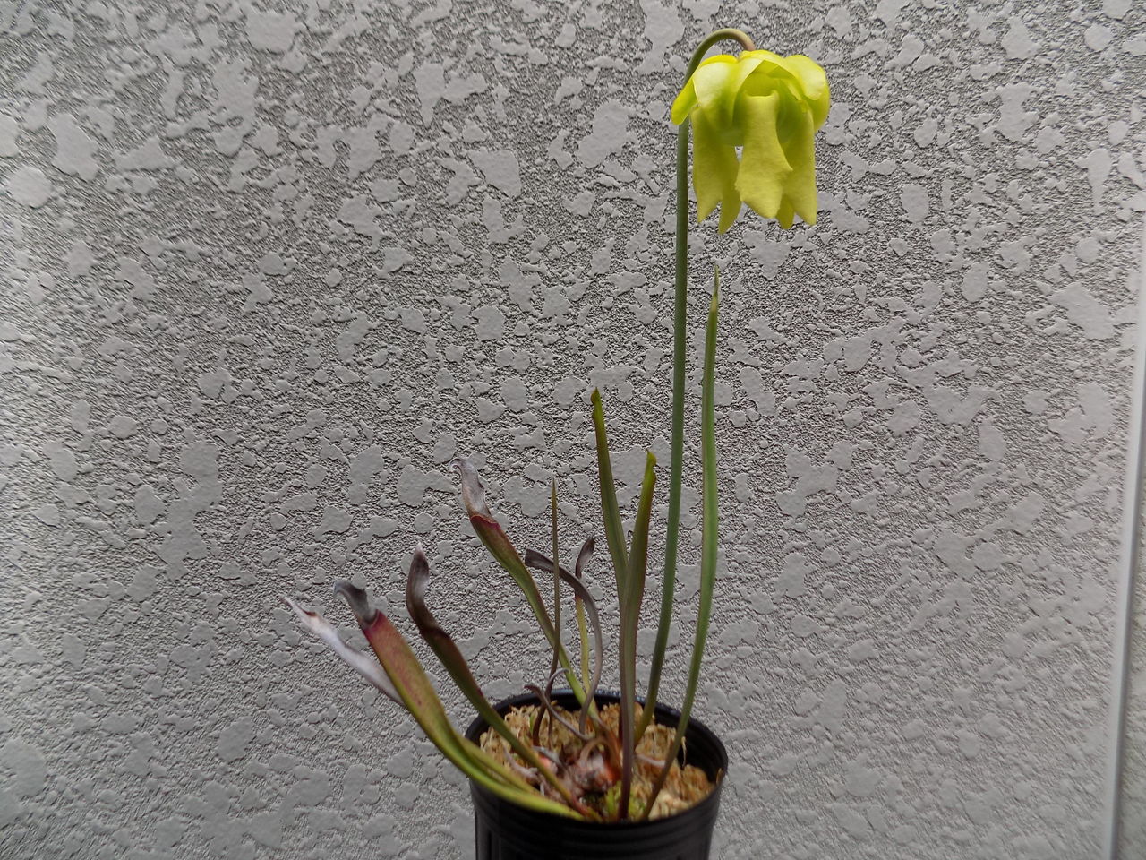 サラセニア フラバ ルゲリー はぶ あ らいぶらりぃ