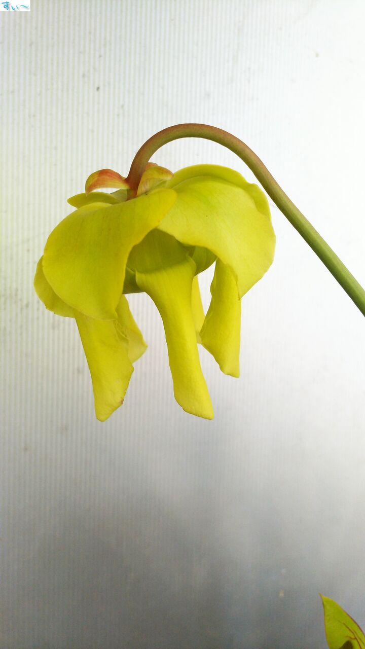 サラセニア フラバ ルブリコーポラ はぶ あ らいぶらりぃ