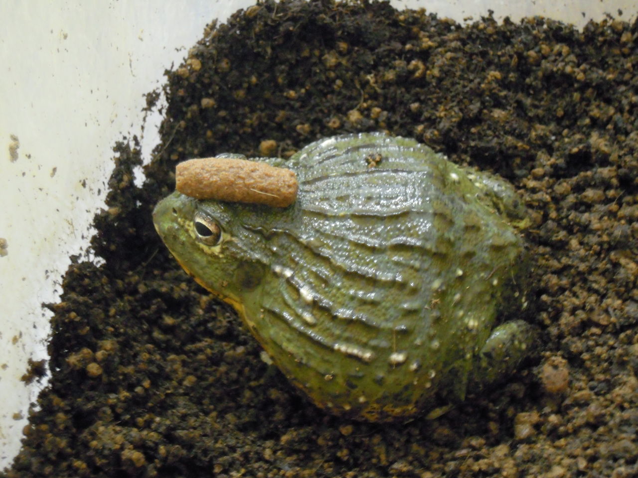 アフリカウシガエル はぶ あ ていすと