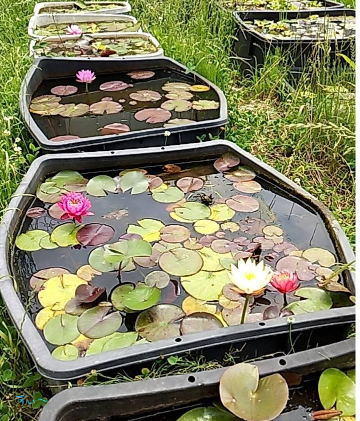 花しょうぶを植え替えた はぶ あ ていすと