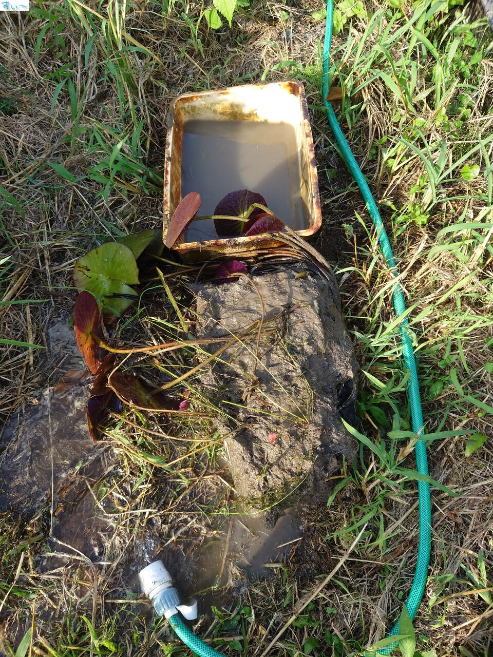 秋の植え替え 温帯睡蓮 はぶ あ ていすと