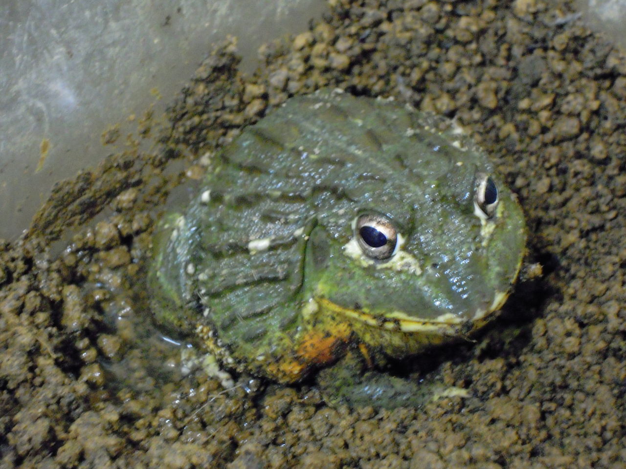 カエル はぶ あ ていすと カエル はぶ あ ていすと