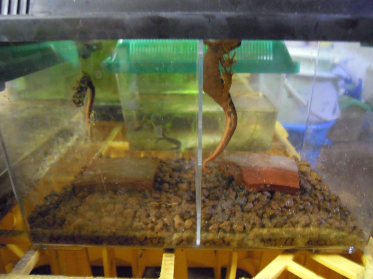 ほとんどイモリ少しカエルな話 はぶ あ ていすと