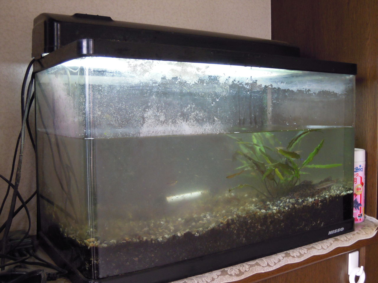 熱帯魚 はぶ あ ていすと