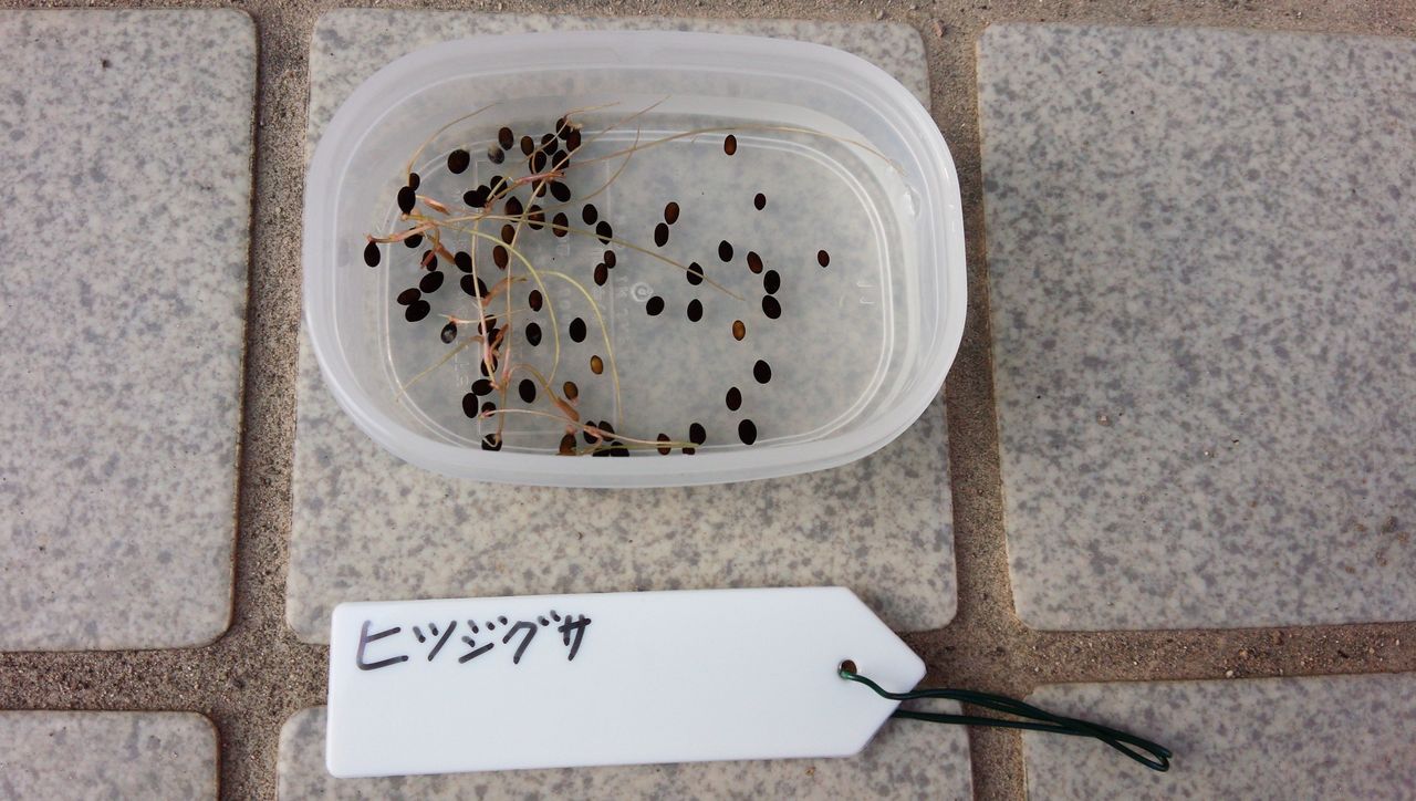 ヒツジグサの種まいた はぶ あ ていすと