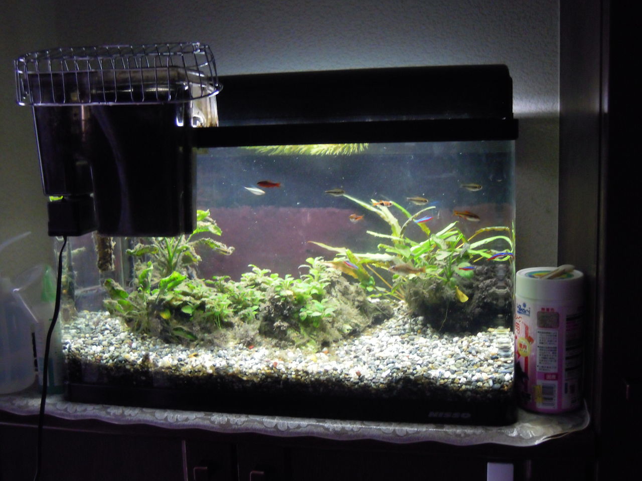 熱帯魚 はぶ あ ていすと