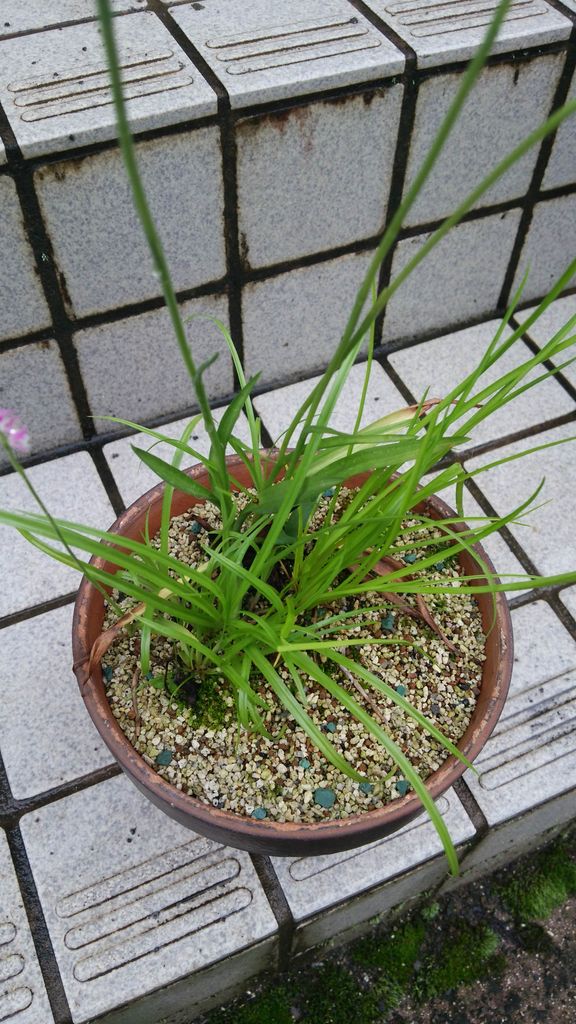 ネジバナ開花とハミルトニーの株分け はぶ あ ていすと