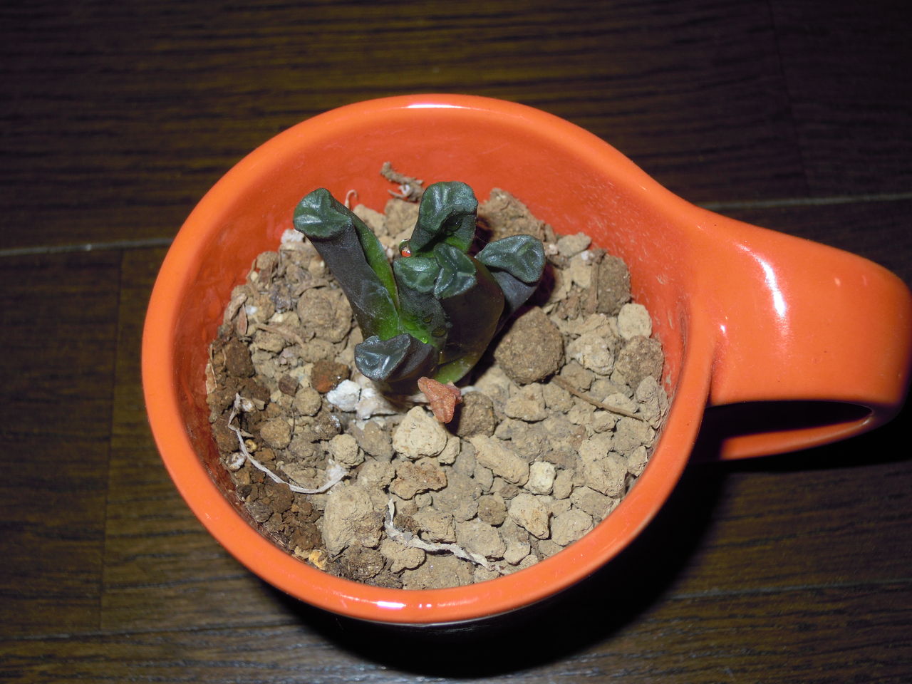 センペルビウムの花咲いた はぶ あ ていすと