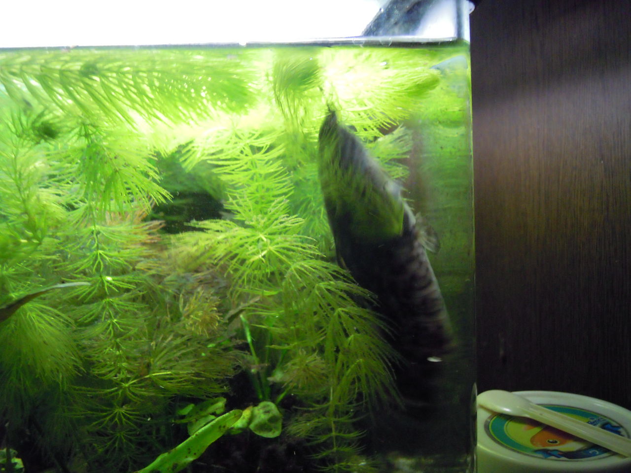閑話休題 たまには熱帯魚 はぶ あ ていすと 閑話休題 たまには熱帯魚 はぶ あ ていすと