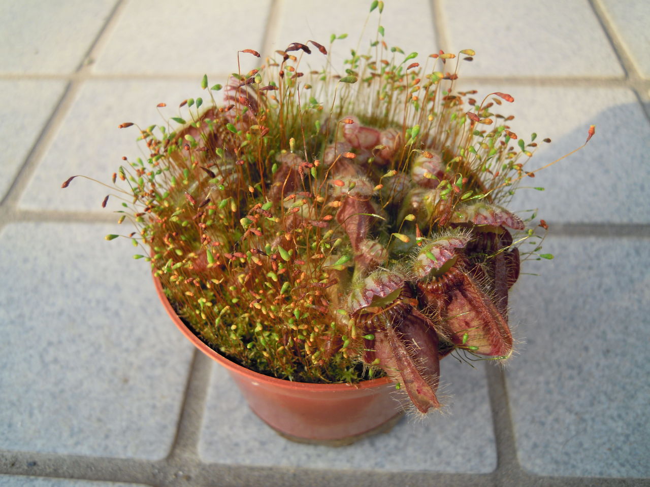 セファロタスの植え替え 株分け 他 はぶ あ ていすと セファロタスの植え替え 株分け 他 はぶ あ ていすと