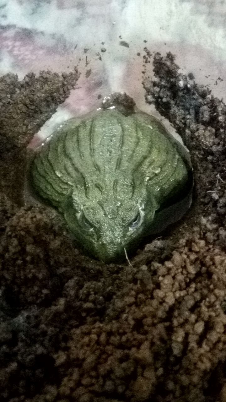 目覚めと新生活 アフウシとクレス はぶ あ ていすと