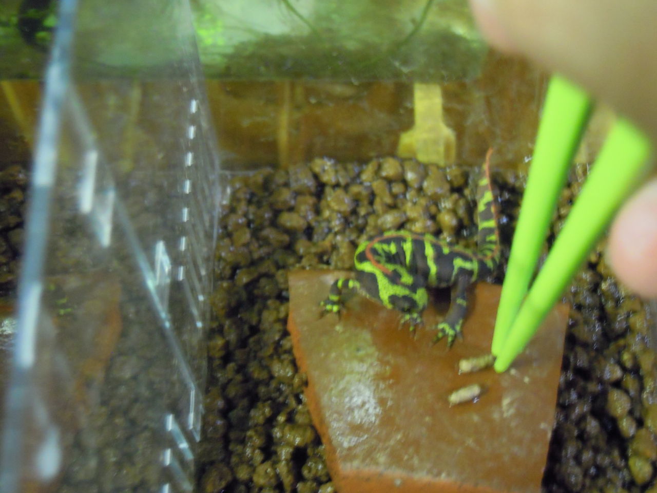 ほとんどイモリ少しカエルな話 はぶ あ ていすと