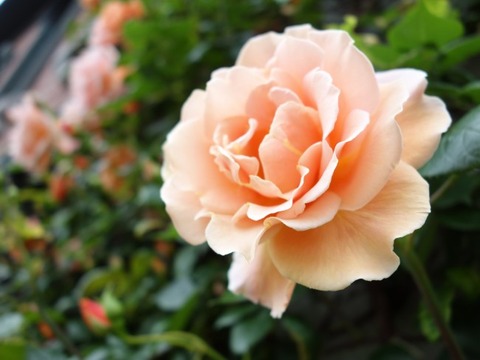 DSC00754