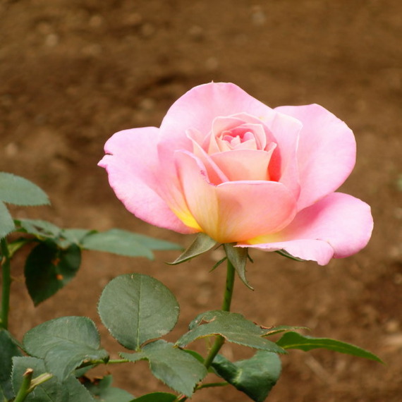 DSC02645