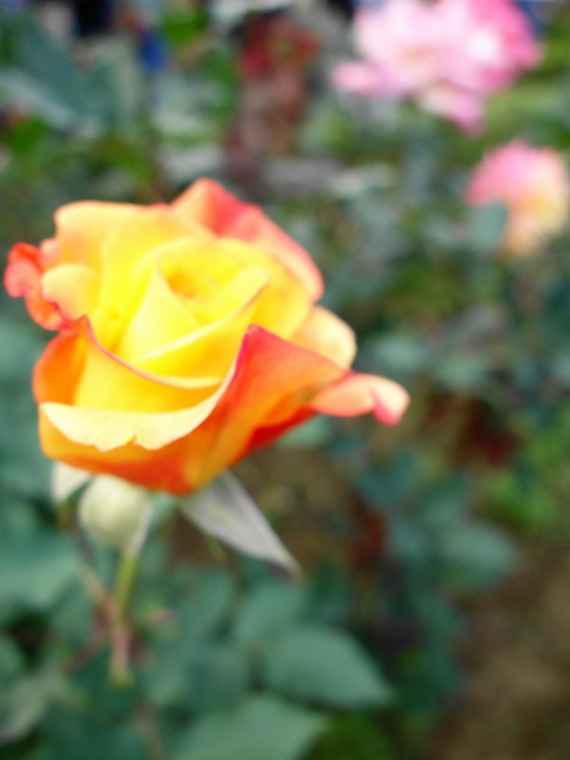 DSC02594