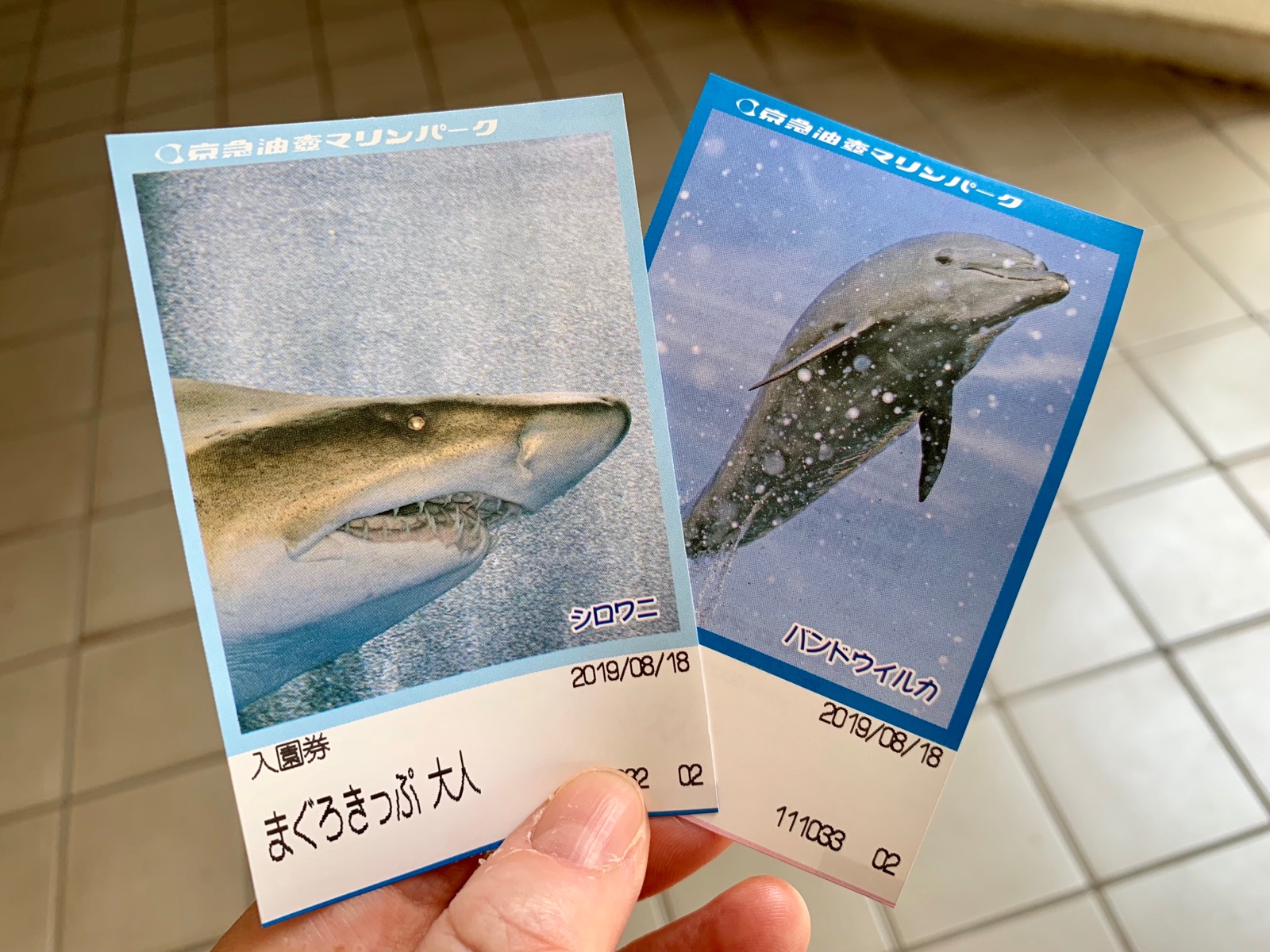 コスパ最高の京急みさきまぐろきっぷでお出かけ Vol 3 見ごたえアリ 油壷マリンパーク そんな毎日 こんな毎日 Powered By ライブドアブログ コスパ最高の京急みさきまぐろきっぷでお出かけ Vol 3 見ごたえアリ 油壷マリンパーク そんな毎日 こんな毎日 Powered By ライブドアブログ