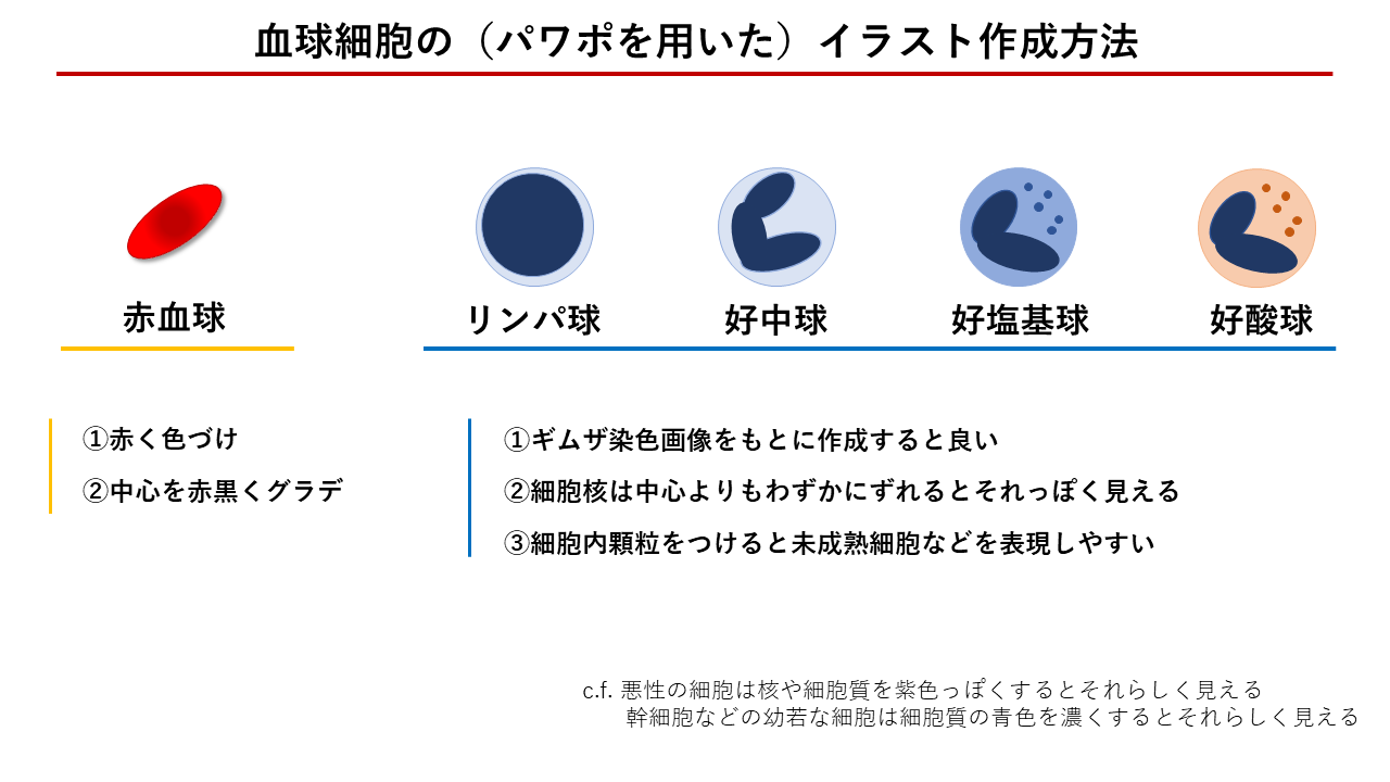 血球細胞の パワポを用いた イラスト作成方法 ゆーり あのてーしょん