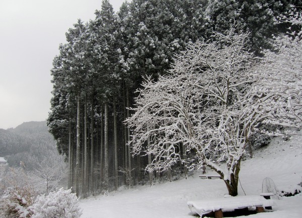 雪の木々