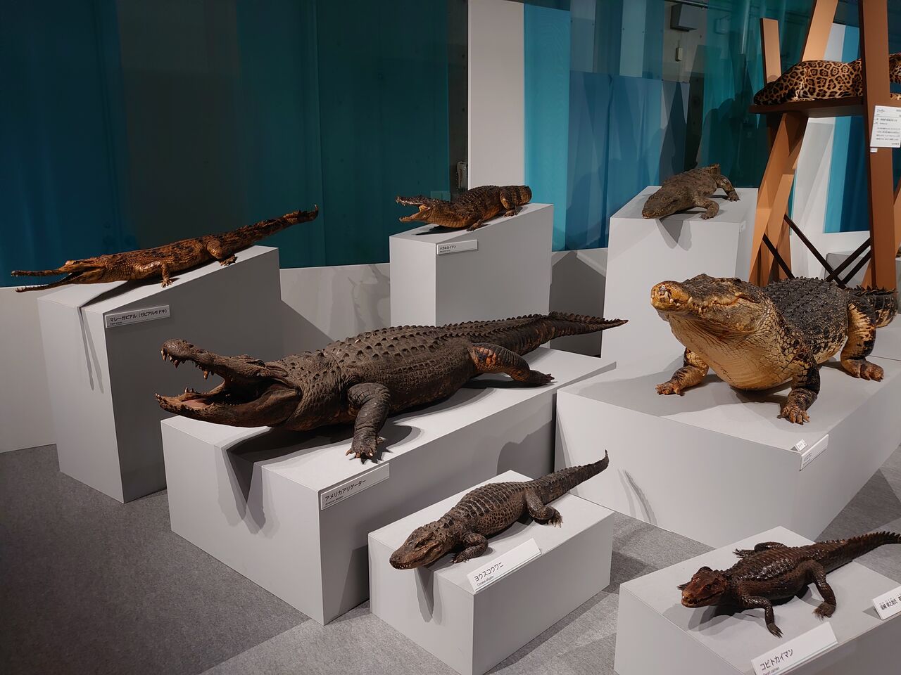 特別展 大地のハンター展 陸の上にも4億年 国立科学博物館 6月12日 ヒナちゃんのblog