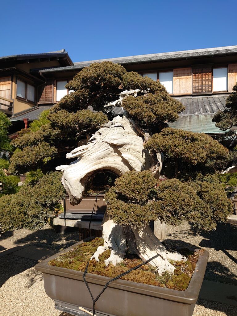 春花園bonsai美術館 2月6日 ヒナちゃんのblog