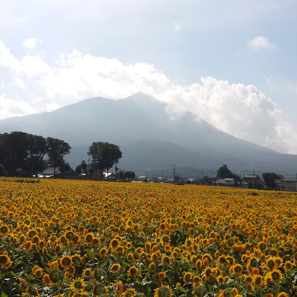 茨城 明野ひまわり畑 9月7日 ヒナちゃんのblog