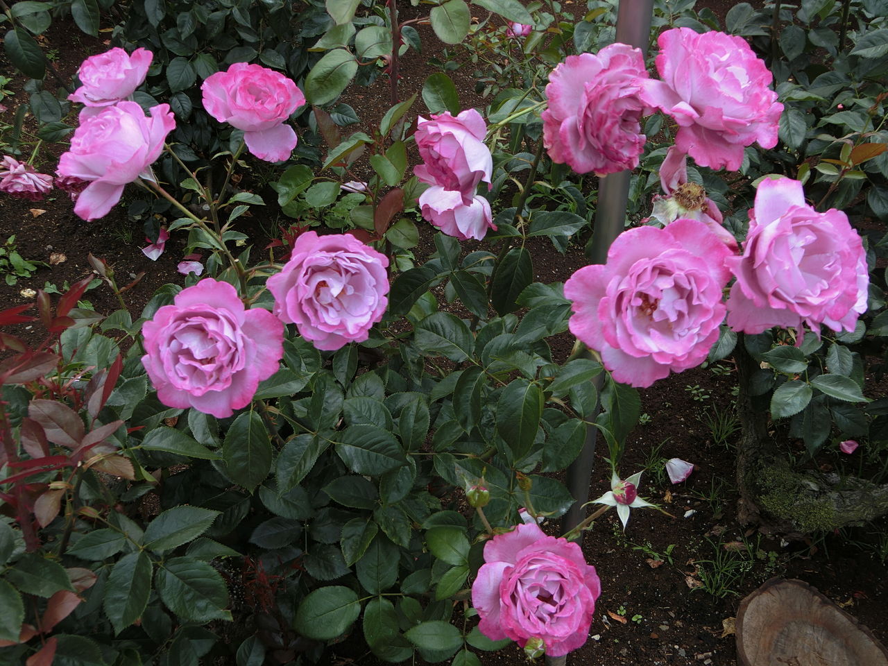神代植物公園と生田緑地のバラ 5月27日 ヒナちゃんのblog