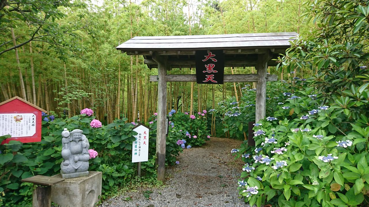 花野辺の里 大山千枚田 6月17日 ヒナちゃんのblog 花野辺の里 大山千枚田 6月17日 ヒナちゃんのblog