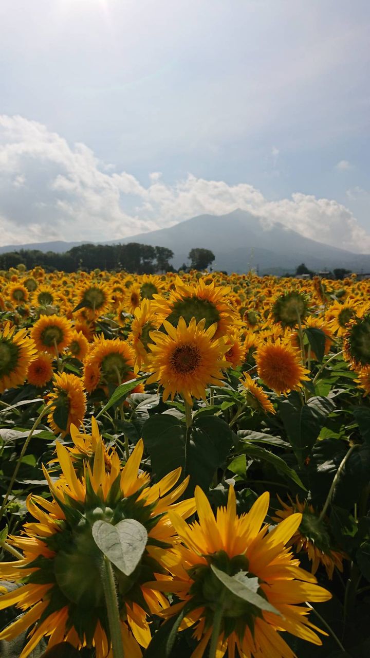 茨城 明野ひまわり畑 9月7日 ヒナちゃんのblog