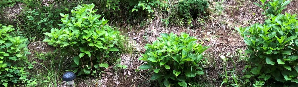 芝桜の増やし方 直接地面にぷつり 御代田町 西軽井沢 移住生活 軽井沢移住 芝桜の増やし方 直接地面にぷつり 御代田町 西軽井沢 移住生活 軽井沢移住