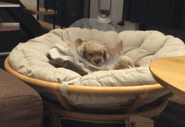 軽井沢追分の焼肉屋 焼肉炎 さんでランチ 御代田町 西軽井沢 移住生活 軽井沢移住