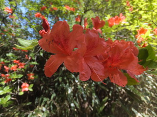DSCF3387