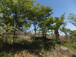 DSCF3396