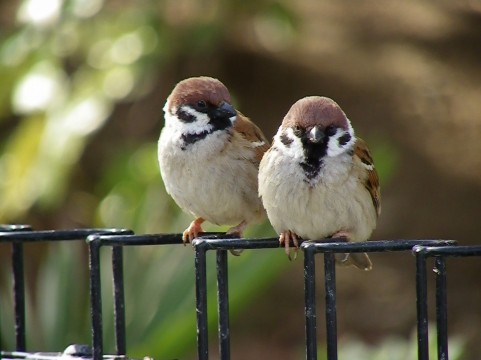 【顔文字】友達・恋人・仲間(50個) - かわいい・シンプル