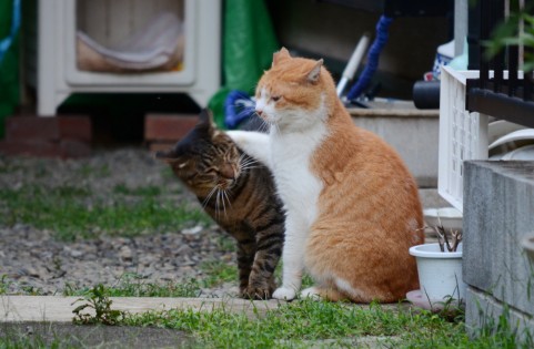 【顔文字】語尾・です・ます(54個) - かわいい・シンプル