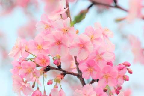 【顔文字】春(52個) - かわいい・シンプル