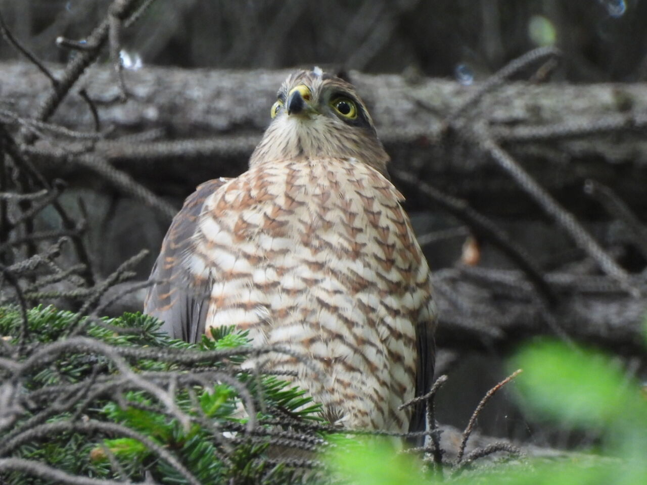 ハイタカ 北海道 清田公園 山旅歩記