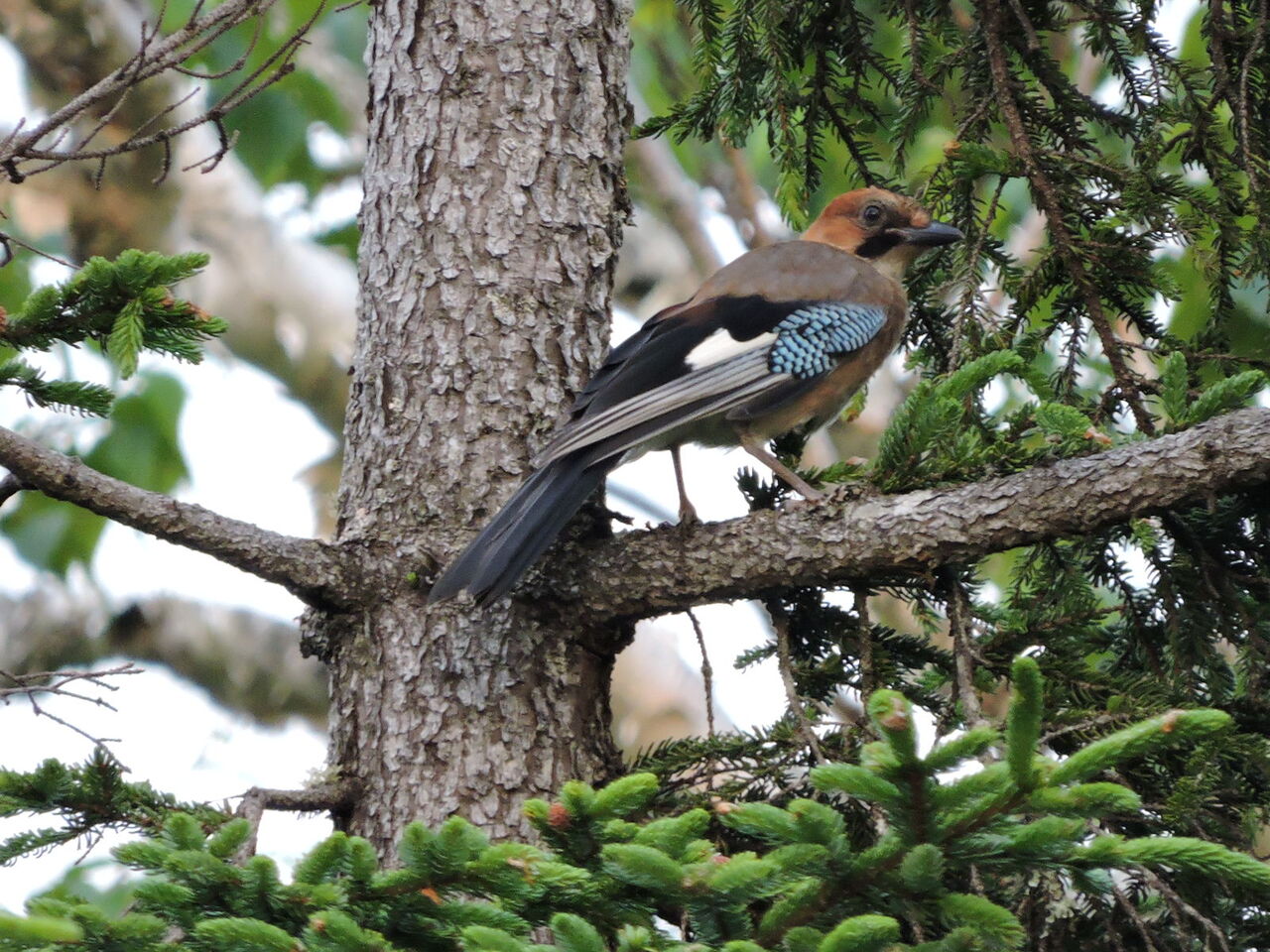 カラス科カケスと ミヤマカケス 山旅歩記 カラス科カケスと ミヤマカケス 山旅歩記