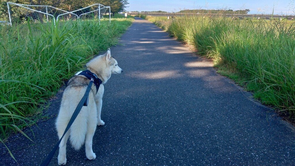 ニコ坊 毎日がエブリデイ278 シベリアンハスキー ニコ アズノンメモリアル