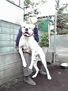 ボクサー２歳の里親募集 シベリアンハスキー ニコ アズノンメモリアル